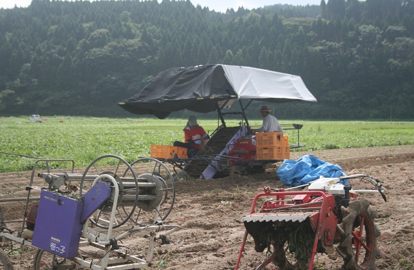 ♪　食用甘藷「超早ぼり」の出荷　始まっています！！_f0042737_1102184.jpg