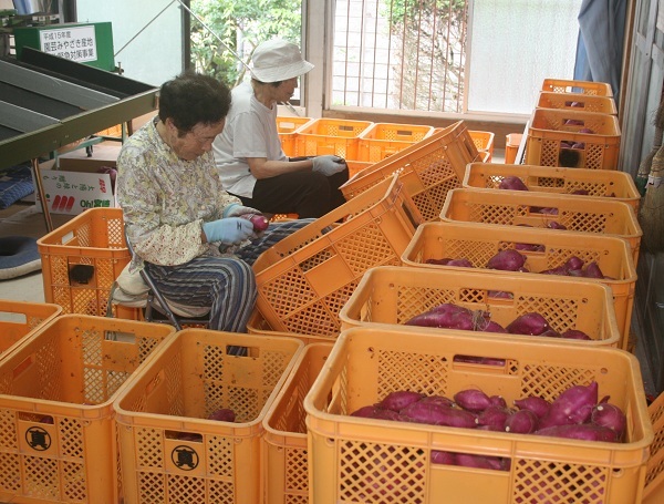 ♪　食用甘藷「超早ぼり」の出荷　始まっています！！_f0042737_11122944.jpg