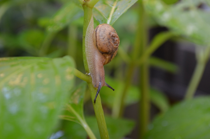 梅雨間の小動物_c0202242_6182716.jpg