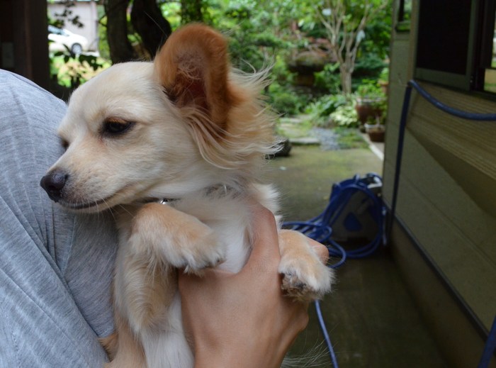 梅雨間の小動物_c0202242_6222421.jpg