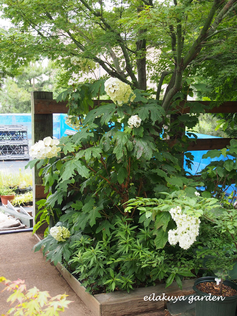 ふたつの カシワバアジサイ 永楽屋ガーデン 自然を愛する スローライフな庭造り