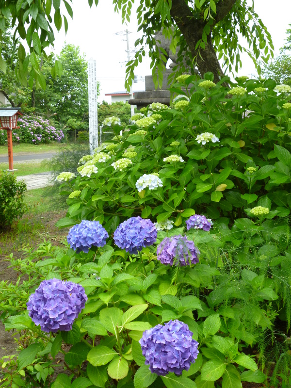 紫陽花 秋田県 能代鎮守 日吉神社