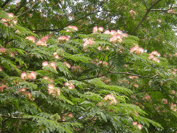 7月10日　合歓の花 2012_a0001354_2217957.gif