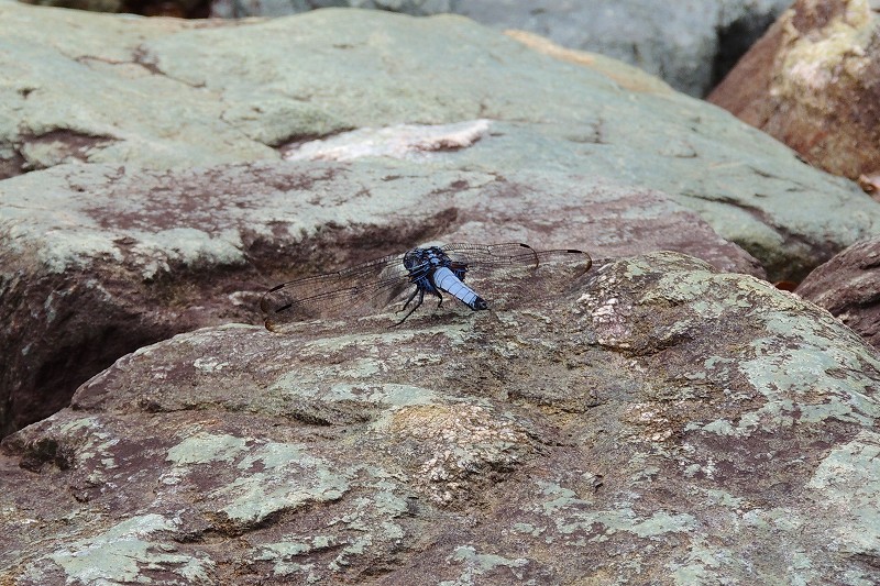 散策で見かけたトンボ、チョウ、小鳥たち_b0167370_11515560.jpg