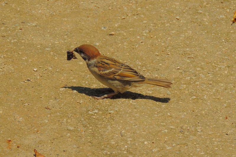 散策で見かけたトンボ、チョウ、小鳥たち_b0167370_11552016.jpg