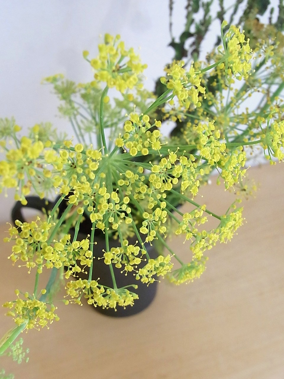 野菜の花 フェンネル レタス とある やおやの おべんとう
