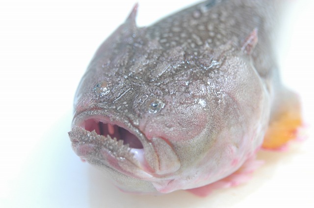 この魚は?_d0268290_75535.jpg