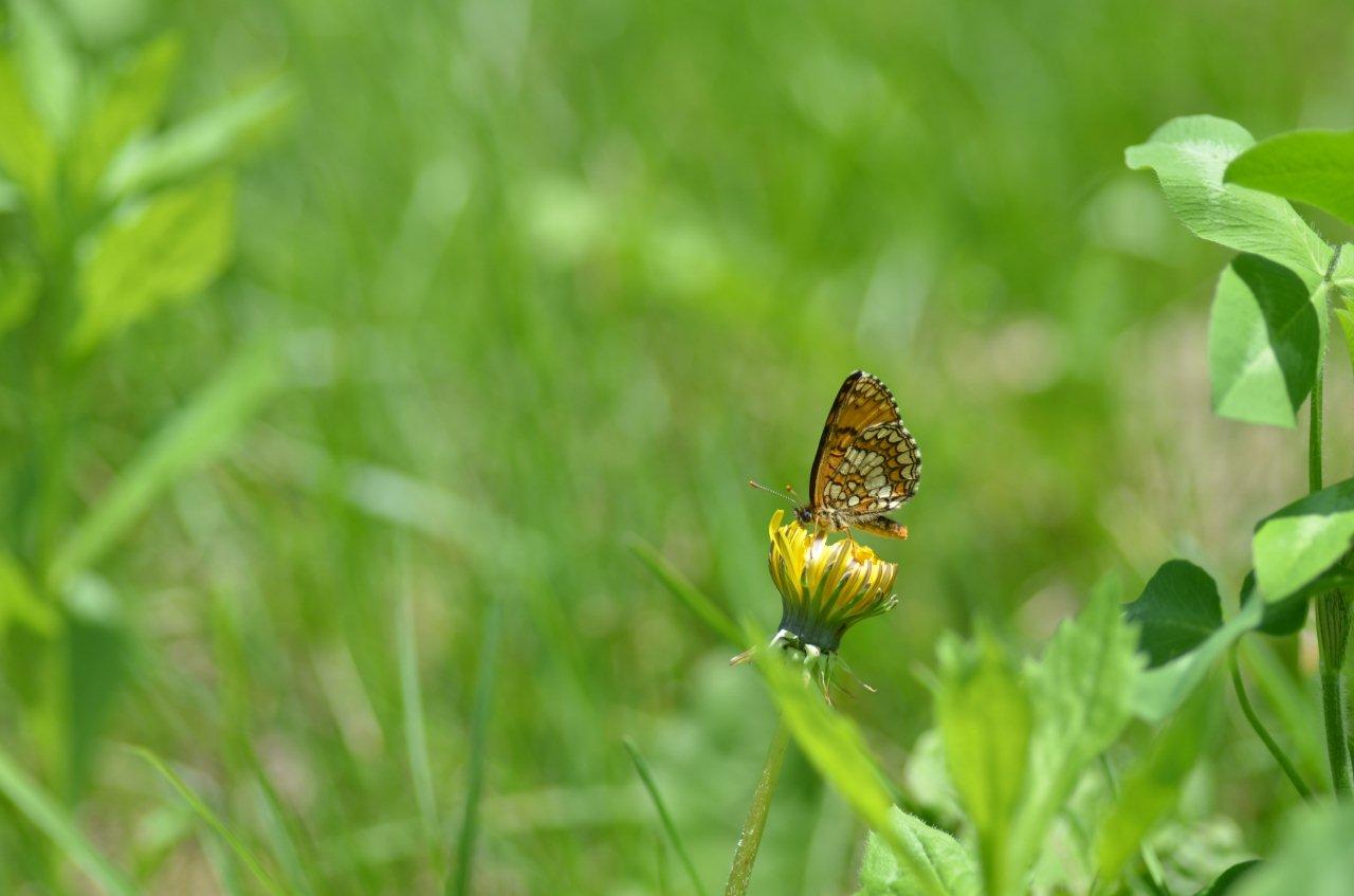 a0277496_16243383.jpg