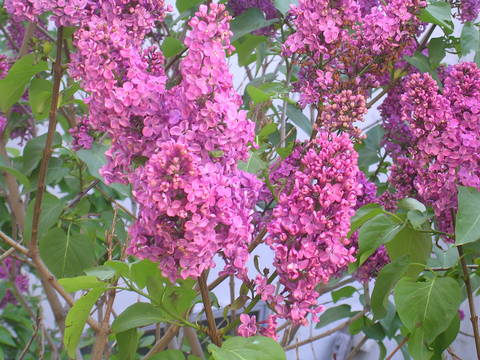 b0030201_619228.jpg