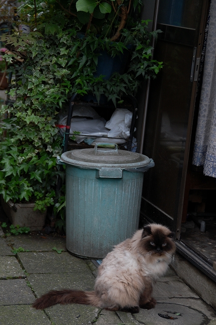 谷根千の猫 雲母 kira の舟に乗って 谷根千の猫 雲母 kira の舟に乗って