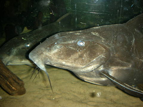 ぶらりフィンランド・7日目～冬の水族館_c0218505_1424288.jpg