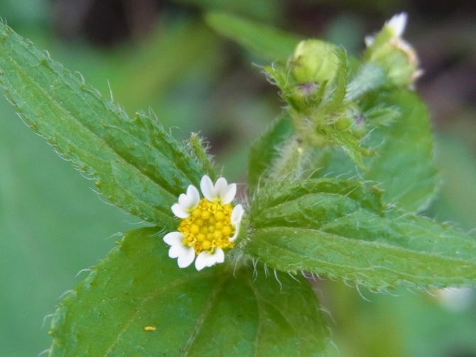この時期の花_b0049307_184011.jpg