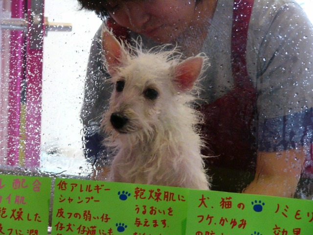 f0039907_14583246.jpg