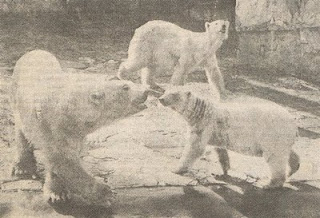 ポーランド ・ ヴロツワフ動物園のシニェシュカとの告別　～　最初で最後のホッキョクグマとの別れの哀感_a0151913_1952783.jpg