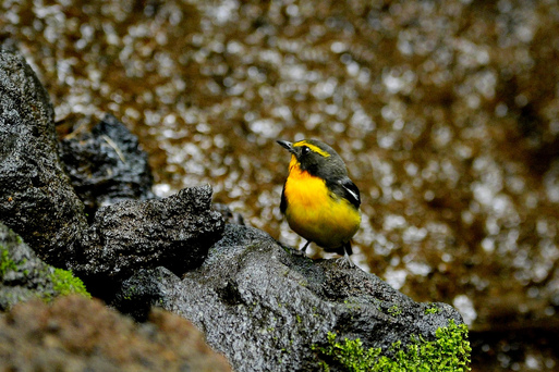 2012　07　11　　水場の鳥達_d0127815_18471261.jpg