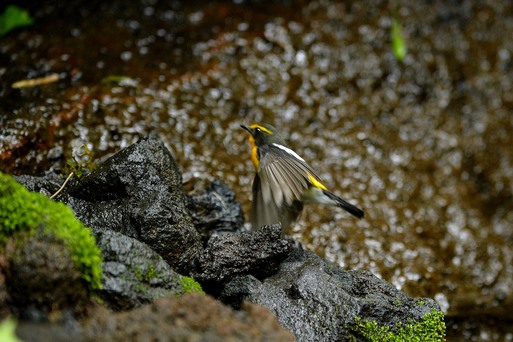 2012　07　11　　水場の鳥達_d0127815_18472227.jpg