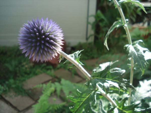 e0110719_15243492.jpg