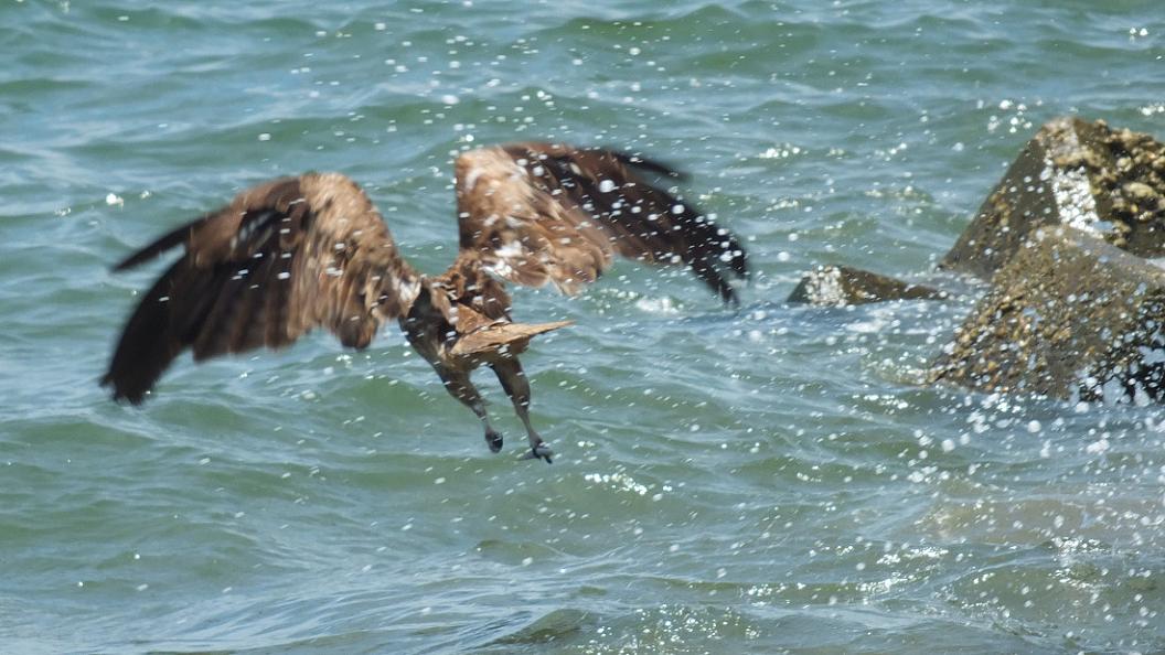 小魚を漁る トビ と カモメ_d0039021_183615100.jpg