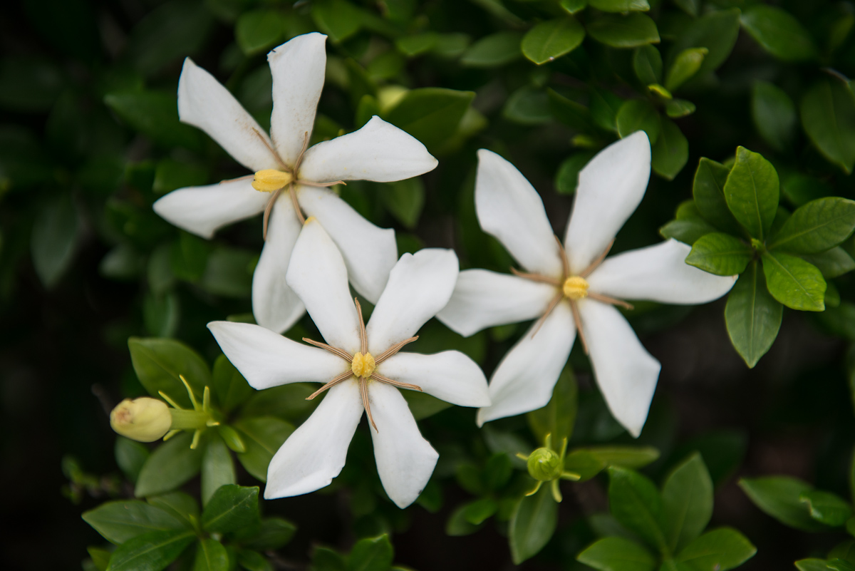 くちなしの花 葛飾の人