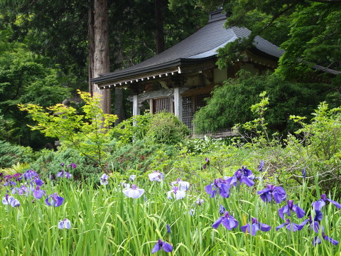 ハナショウブ：黒森山浄仙寺（黒石市）*2012.07.10_b0147224_2127985.jpg