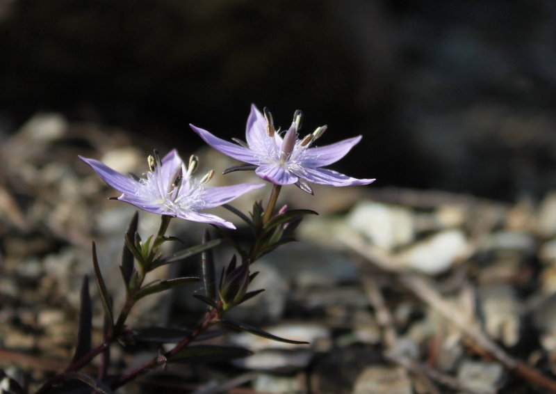 ムラサキセンブリなど : 三重野生生物談話会BBSブログ(植物編)