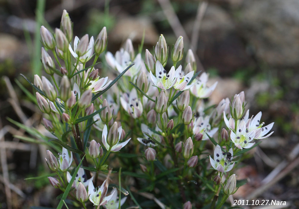 ムラサキセンブリなど : 三重野生生物談話会BBSブログ(植物編)