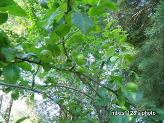 f0045736_5431377.jpg