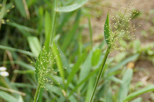 ニコゲヌカキビ イネ科 気まぐれな植物図鑑