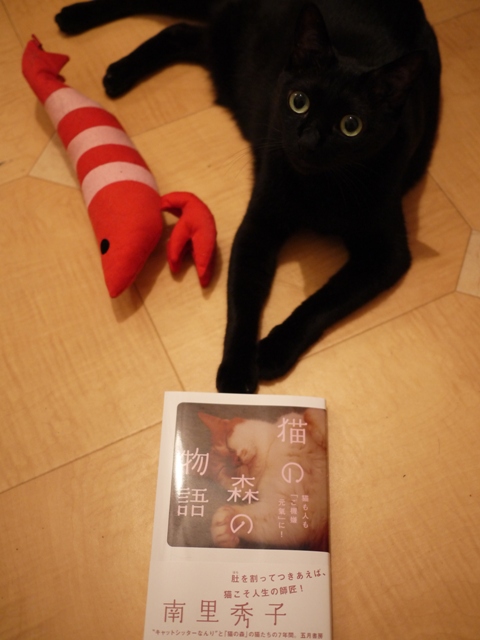 猫の森の物語猫 のぇる編。_a0143140_22213877.jpg