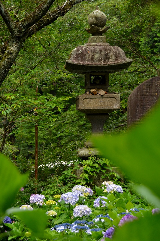 大平山神社のアジサイ_c0220040_2330453.jpg