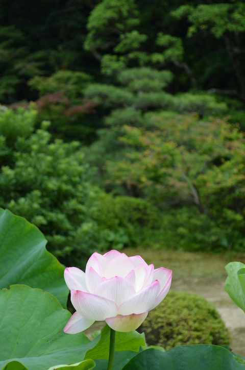 ”束の間の癒しの時間”_d0153941_11294314.jpg