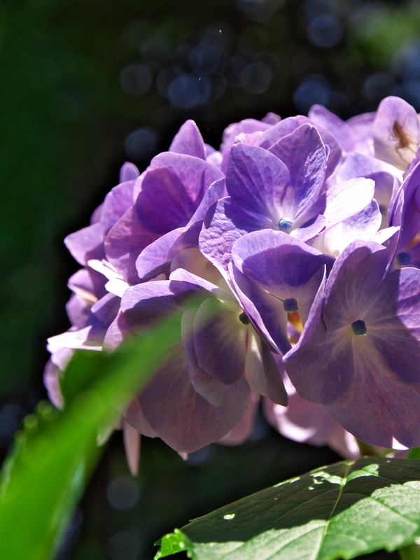 魅惑の紫陽花---北鎌倉　浄智寺にて_c0236843_23452937.jpg