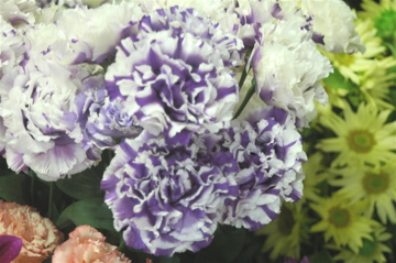 今日もトルコキキョウ祭り 花かんざしのブログ 今日もトルコキキョウ祭り 花かんざしのブログ