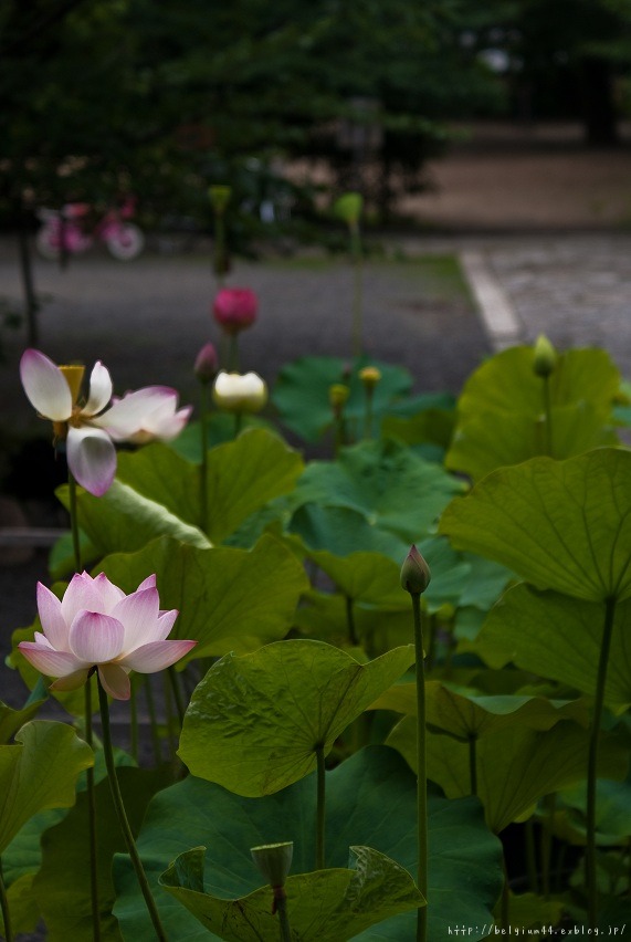 蓮～立本寺_f0102363_22095.jpg