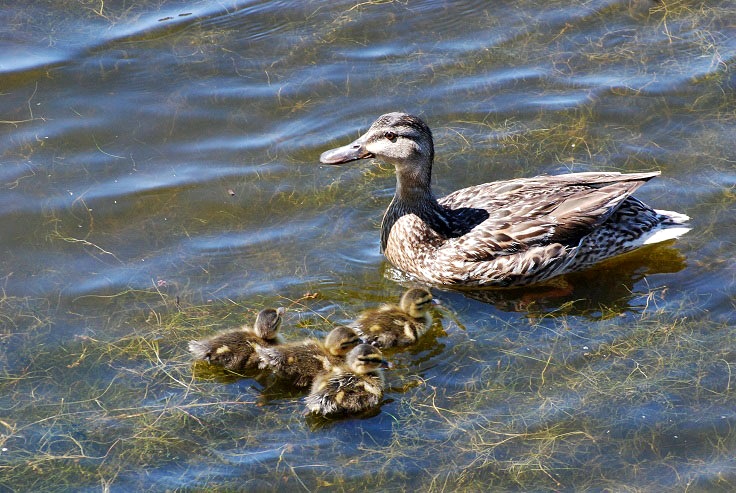 Mallard mother & ducklings  _a0126969_24944100.jpg