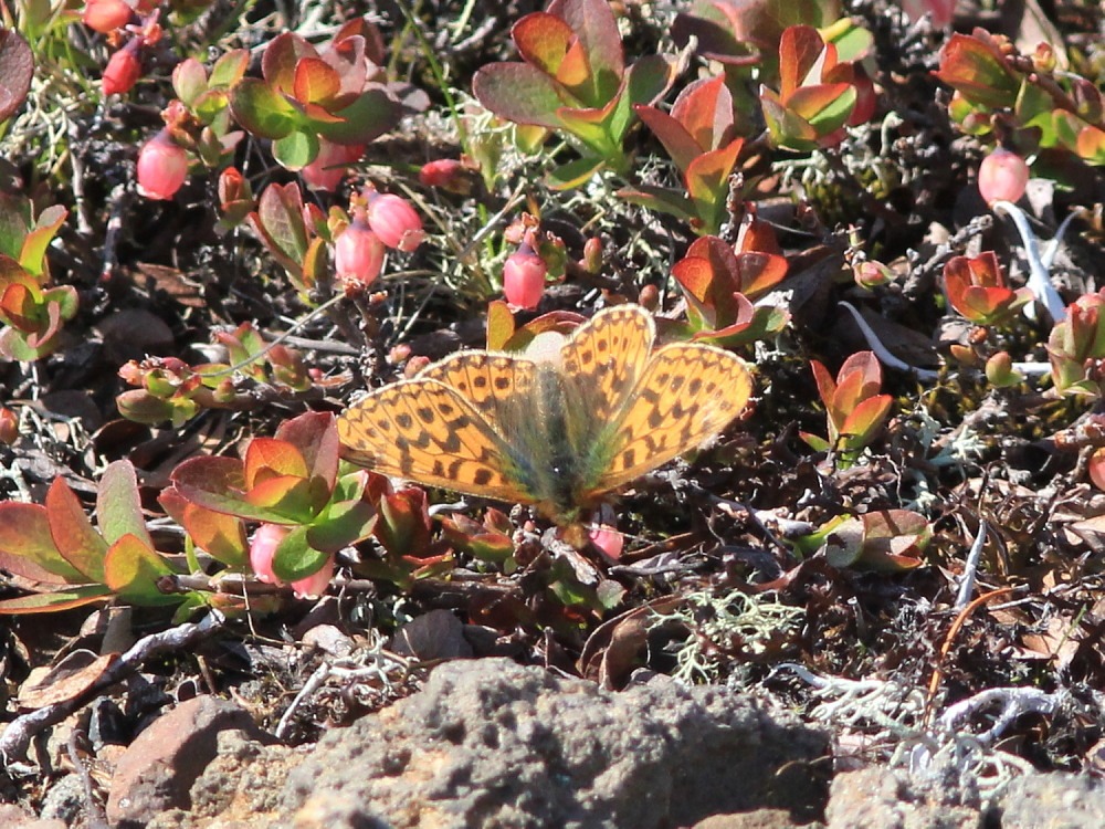 北海道⑫　アサヒヒョウモン　　ヒョウモン類最小！！　　2012.6.25-4/4_a0146869_215075.jpg