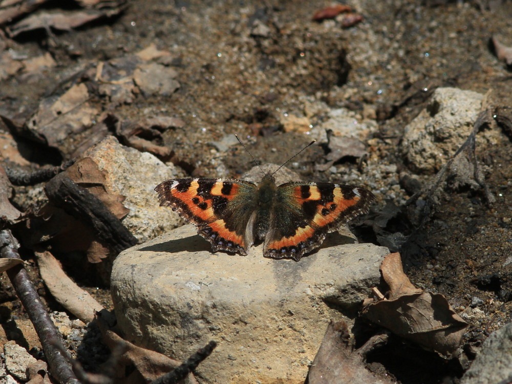 北海道⑫　アサヒヒョウモン　　ヒョウモン類最小！！　　2012.6.25-4/4_a0146869_22354.jpg