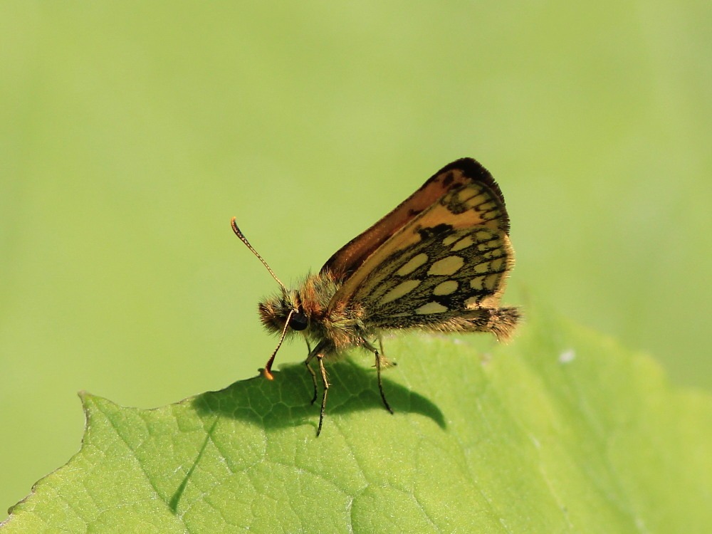 北海道⑫　アサヒヒョウモン　　ヒョウモン類最小！！　　2012.6.25-4/4_a0146869_2264951.jpg