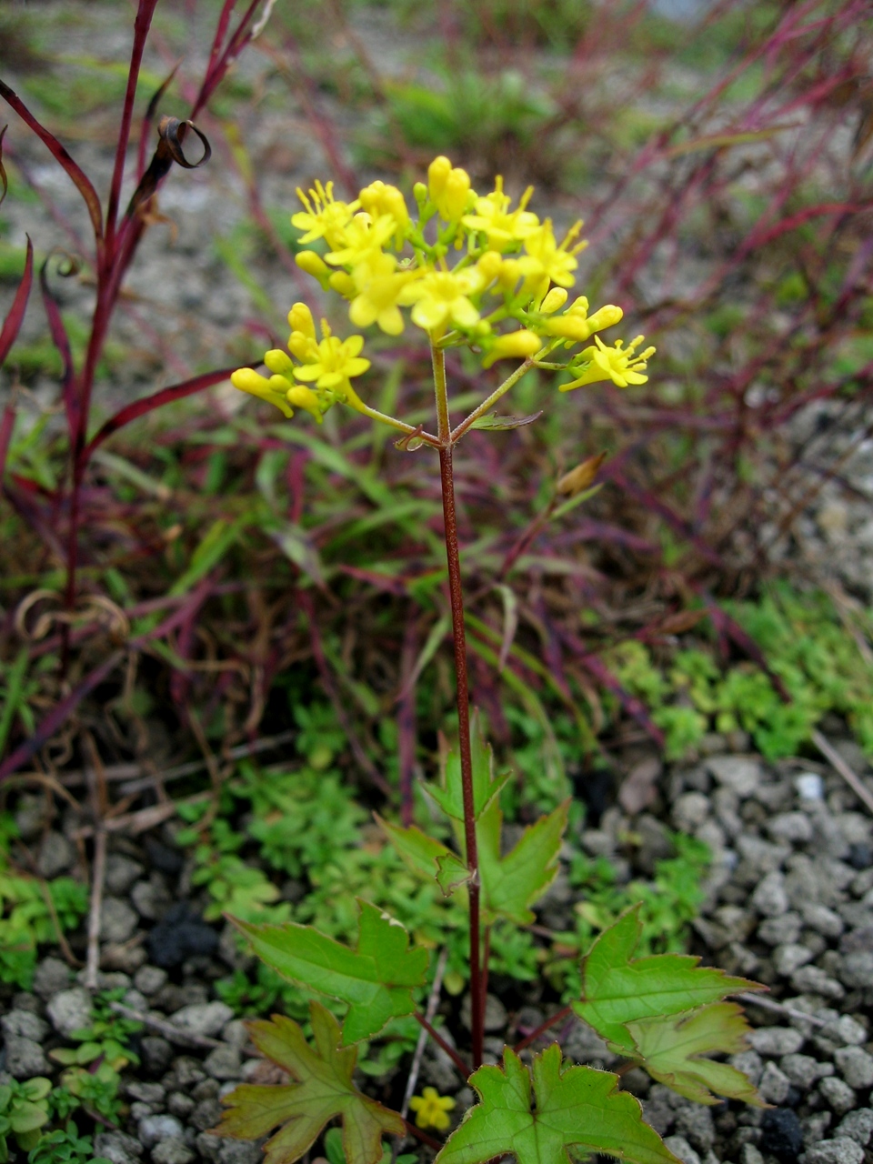 白馬五竜岳山野草園　(標高1500m)　NO1　　_a0023170_90434.jpg