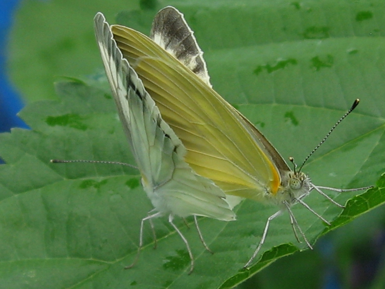 オモダカ　（オモダカ科）_a0023170_9441011.jpg