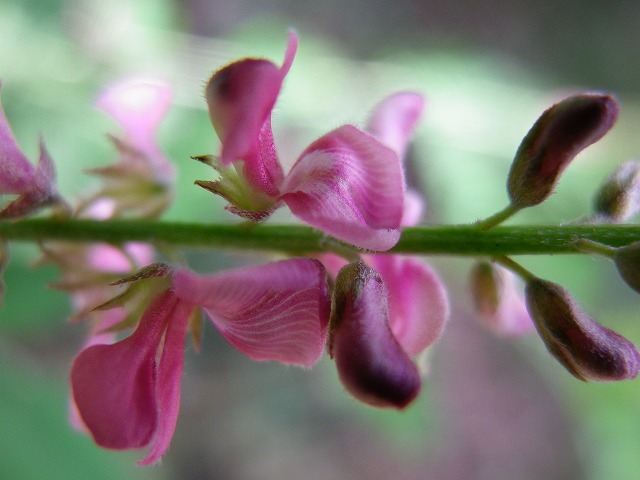 『駒繋(コマツナギ)の花が目立つようになりました・・・』_d0054276_20231885.jpg