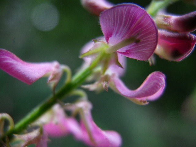 『駒繋(コマツナギ)の花が目立つようになりました・・・』_d0054276_20232926.jpg