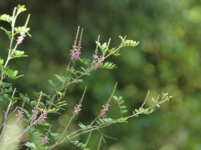 『駒繋(コマツナギ)の花が目立つようになりました・・・』_d0054276_2024419.jpg