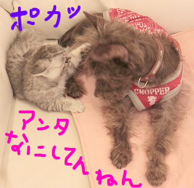 犬と猫が仲良しな家。_c0245679_1945968.jpg
