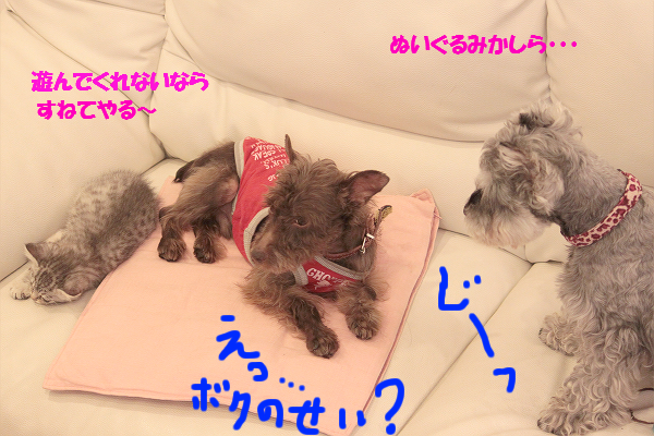 犬と猫が仲良しな家。_c0245679_19481220.jpg