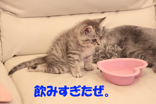 犬と猫が仲良しな家。part2_c0245679_1955391.jpg
