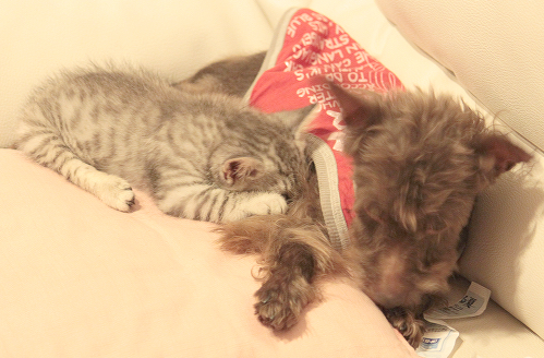 犬と猫が仲良しな家。part2_c0245679_2025149.jpg