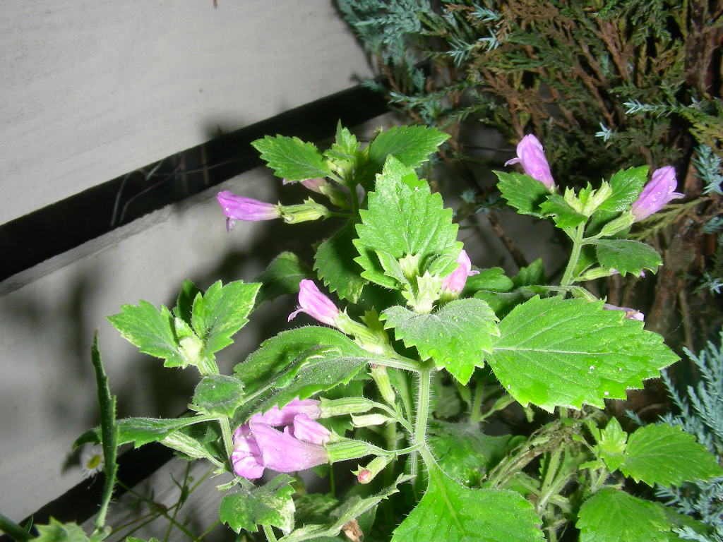 b0096584_2191552.jpg