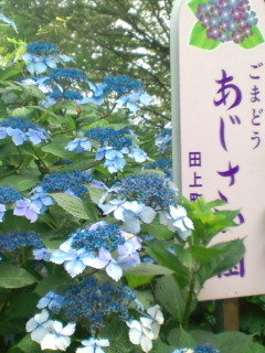 b0125384_2050977.jpg