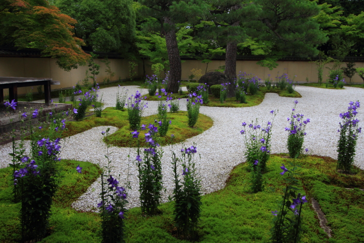 廬山寺_e0051888_23124173.jpg